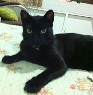 Gato raça srd idade 2 anos nome Alfredo