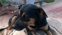 Cachorro ra a INDEFINIDA idade 7 a 11 meses nome MILA