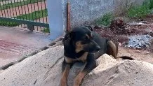 Cachorro ra a INDEFINIDA idade 7 a 11 meses nome MILA