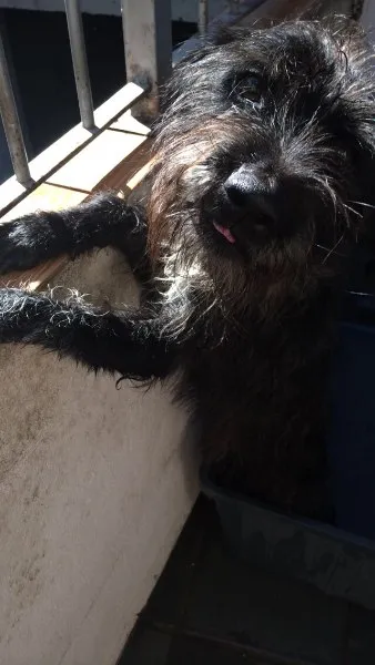 Cachorro raça SRD idade 2 anos nome Stephen