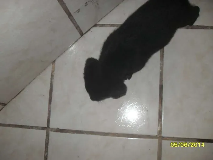 Cachorro ra a vira-lata idade Abaixo de 2 meses nome Bolinha