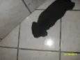 Bolinha