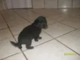 Bolinha