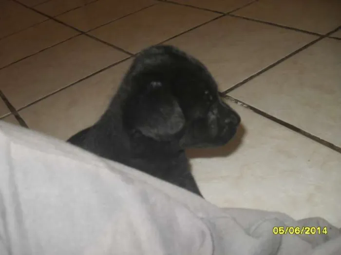 Cachorro ra a vira-lata idade Abaixo de 2 meses nome Bolinha
