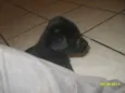 Bolinha