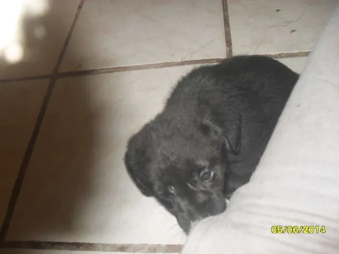 Cachorro ra a vira-lata idade Abaixo de 2 meses nome Bolinha
