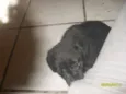 Bolinha