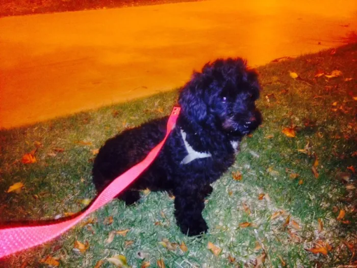 Cachorro ra a Poodle idade 7 a 11 meses nome não sei