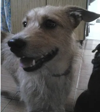 Cachorro raça Indefinida idade 2 a 6 meses nome Kirara