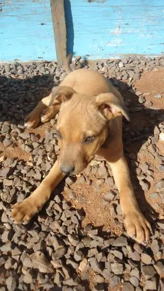 Cachorro ra a boxer/fila idade 2 a 6 meses nome Chico