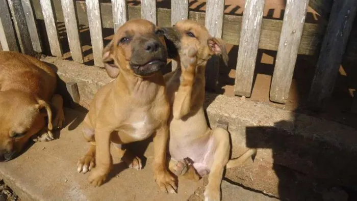 Cachorro ra a boxer/fila idade 2 a 6 meses nome Boca Negra