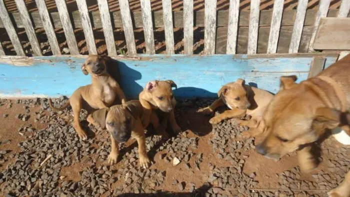 Cachorro ra a boxer/fila idade 2 a 6 meses nome sem nome