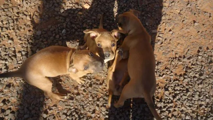 Cachorro ra a boxer/fila idade 2 a 6 meses nome sem nome