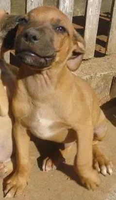 Cachorro raça boxer/fila idade 2 a 6 meses nome Boca Negra