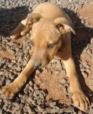 Cachorro raça boxer/fila idade 2 a 6 meses nome Chico