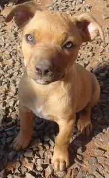 Cachorro raça boxer/fila idade 2 a 6 meses nome Chica