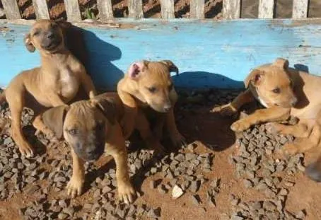 Cachorro ra a boxer/fila idade 2 a 6 meses nome sem nome