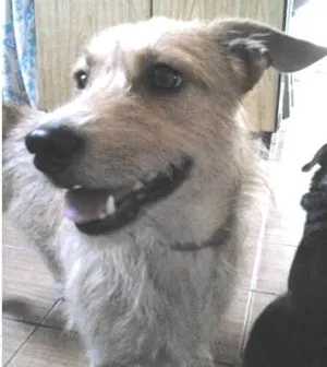 Cachorro raça Indefinida idade 2 a 6 meses nome Kirara