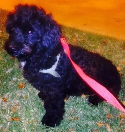 Cachorro ra a Poodle idade 7 a 11 meses nome não sei