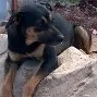 Cachorro ra a INDEFINIDA idade 7 a 11 meses nome MILA