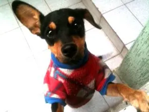 Cachorro raça SRD idade 1 ano nome jade