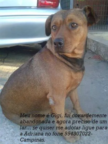 Cachorro ra a SRD idade 3 anos nome Gigi