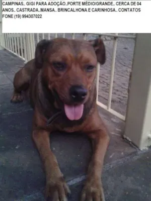 Cachorro raça SRD idade 3 anos nome Gigi