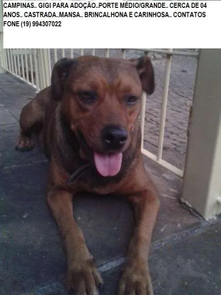 Cachorro ra a SRD idade 3 anos nome Gigi
