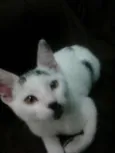 Pingo
