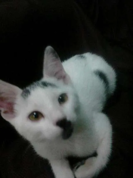 Gato ra a sem definição idade 2 a 6 meses nome Pingo