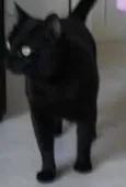 Blade