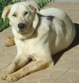 Cachorro raça Labrador idade 1 ano nome Meg