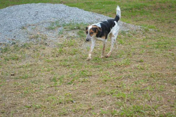 Cachorro raça SRD idade 6 ou mais anos nome ALEX - um fofo!