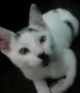 Pingo