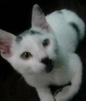 Gato raça sem definição idade 2 a 6 meses nome Pingo