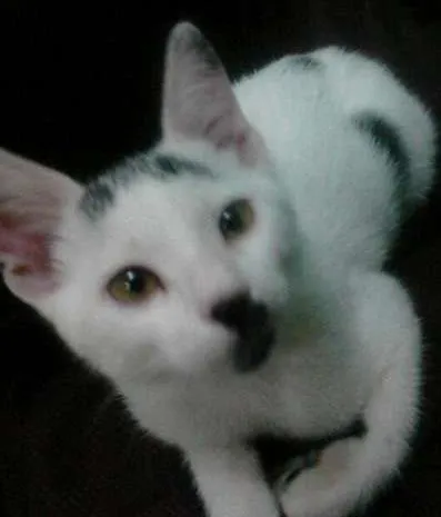 Gato ra a sem definição idade 2 a 6 meses nome Pingo