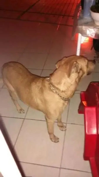 Cachorro ra a Labrador, mas não puro idade 6 ou mais anos nome  Boris
