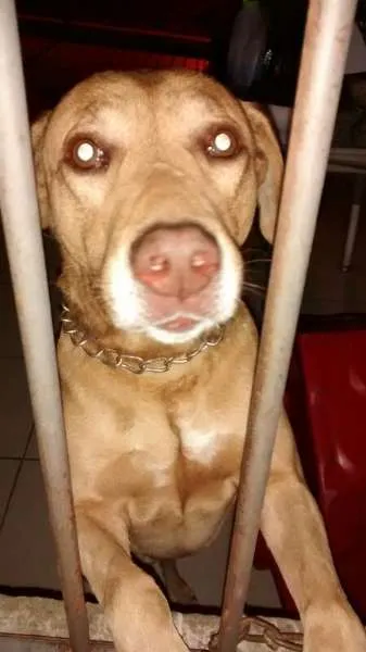 Cachorro ra a Labrador, mas não puro idade 6 ou mais anos nome  Boris