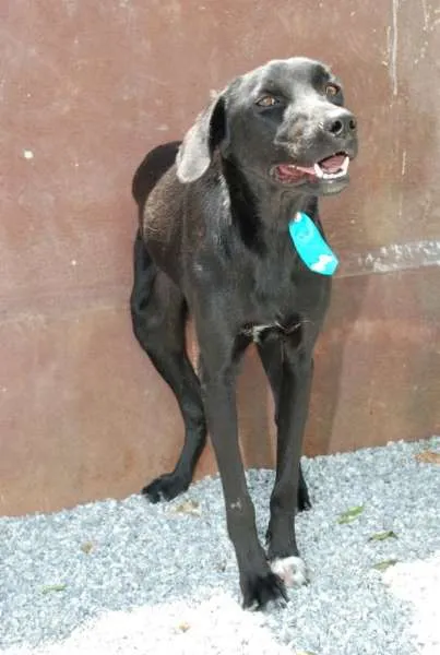 Cachorro ra a SRD idade 2 anos nome ROGER - pretinho bá