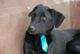 ROGER - pretinho bá