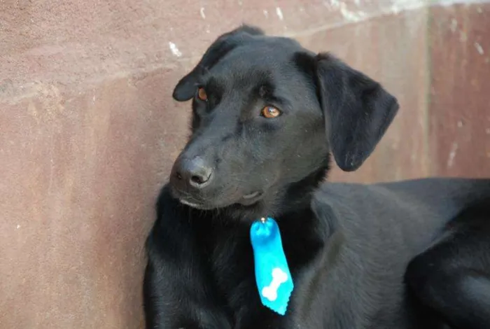 Cachorro ra a SRD idade 2 anos nome ROGER - pretinho bá
