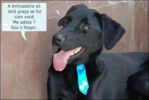 Cachorro raça SRD idade 2 anos nome ROGER - pretinho bá
