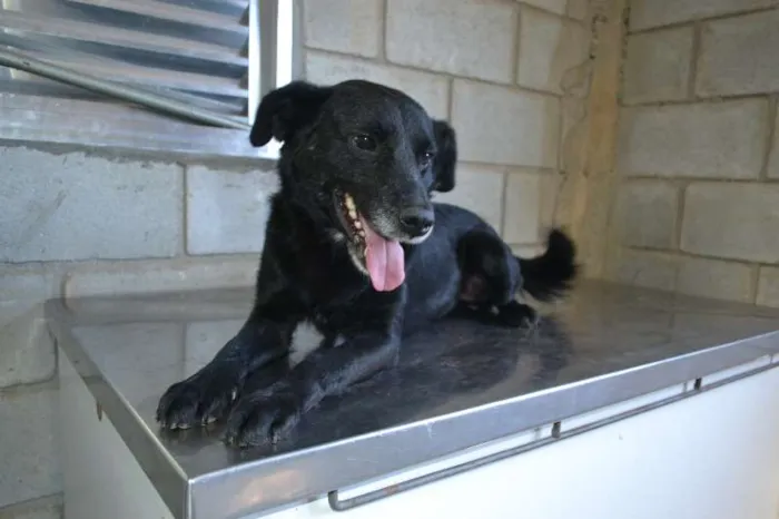 Cachorro ra a SRD idade 6 ou mais anos nome CHAPLIN - Um anjo e