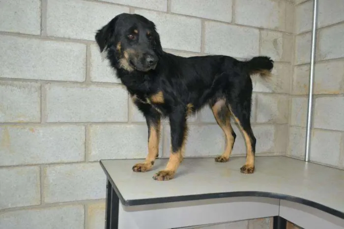 Cachorro ra a SRD idade 4 anos nome BARTY - UM GRANDÃO 