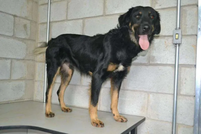 Cachorro ra a SRD idade 4 anos nome BARTY - UM GRANDÃO 