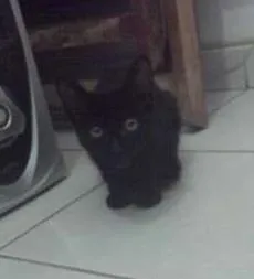 Gato ra a  idade 2 a 6 meses nome Pretinhos