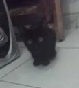 Pretinhos