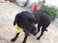 Neguinho