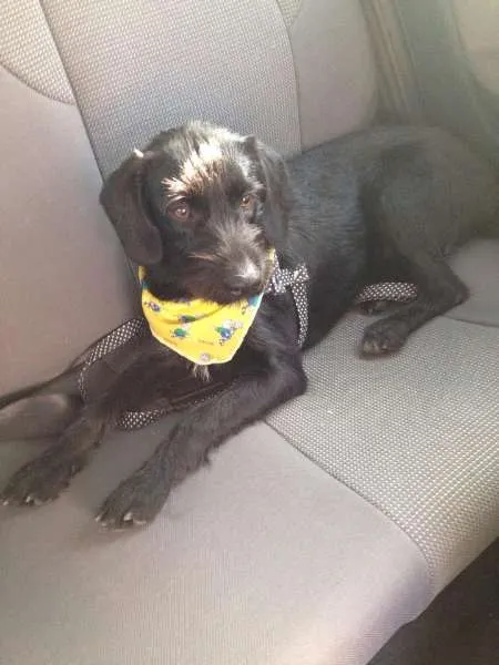 Cachorro ra a Vira-lata idade 1 ano nome Neguinho