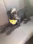 Neguinho